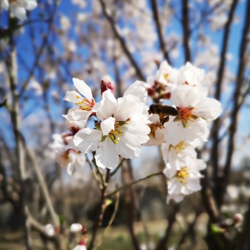 Closeup shot of beautiful almond blossom flowers